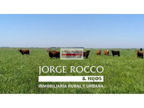 campo en venta en chascomus 306 has ganadero