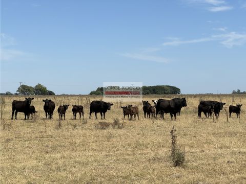 campo en venta 35 has mixtas en ranchos