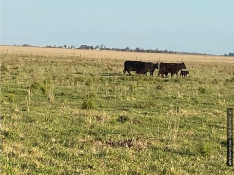 campo en general madariaga de 108 ha