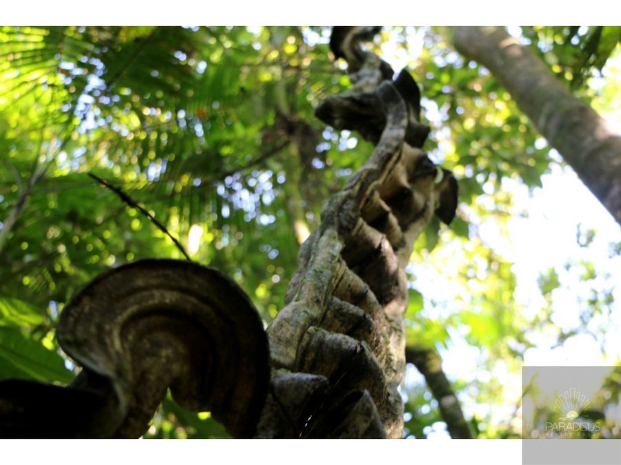 Venta de Finca en Sarapiqui - SM1261 — photo 3 of 21