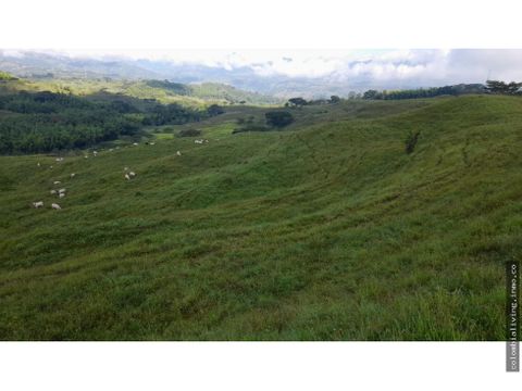 amazing 339 hectare cattle farm near manizales for sale