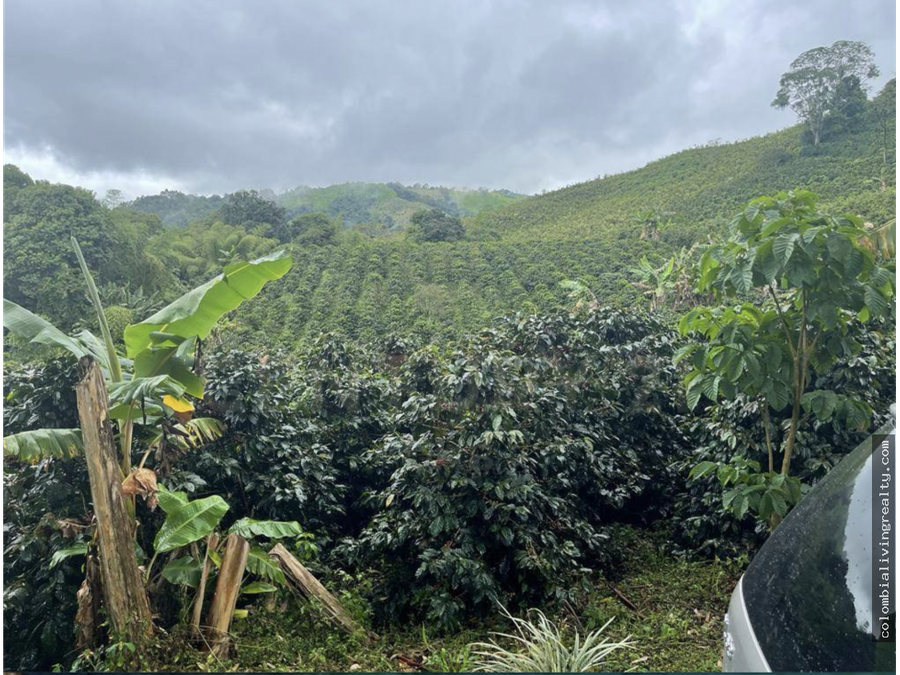 beautiful 38 acre coffee farm in quindio for sale for 400k