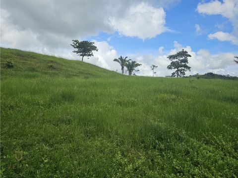 se vende finca de 13 hectareas en obaldia la chorrera