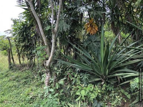 terreno en la alegria de siquirres