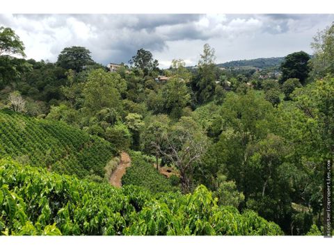 se vende finca sembrada de cafe en naranjo