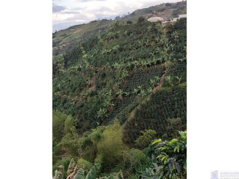 finca con cafe y platano para la venta