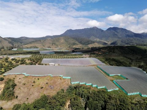 vendo finca de 632 hectareas con gulupa de exportacion en urrao