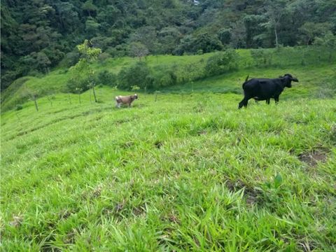 vendo finca de 18 a 20 hectareas para ganado en el salado en caramanta