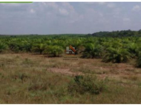 finca palmera en venta puerto gaitan meta negociable