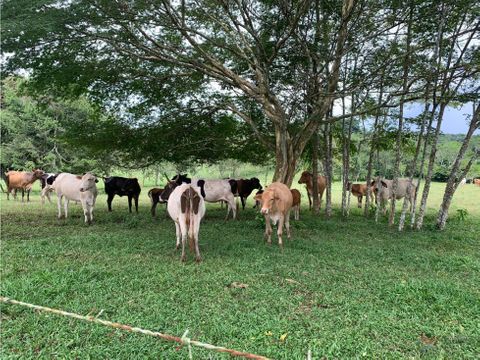 venta finca ganadera hurtado la chorrera