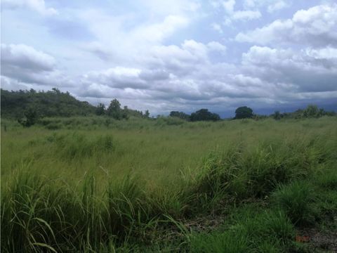 se vende finca de 110 ha plana en calobre veraguas