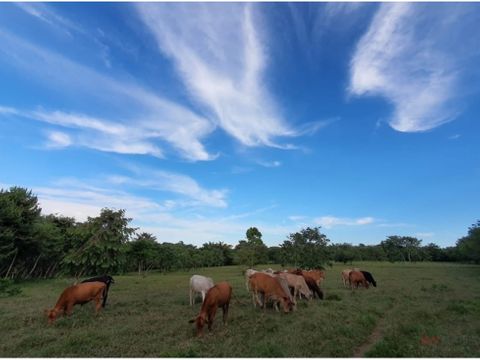 venta finca ganadera en via principal hacia cerro cama la chorrera