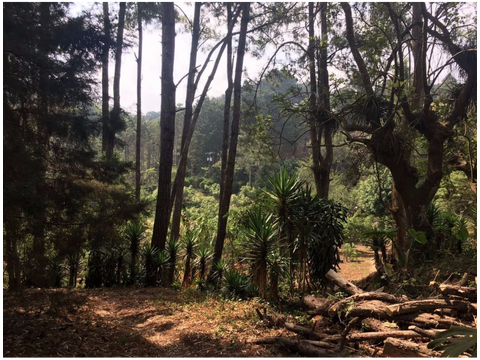 terreno en san antonio carr a el salvador d