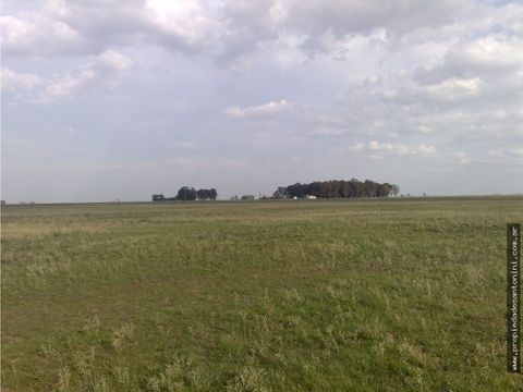 campo 50 has agricolas