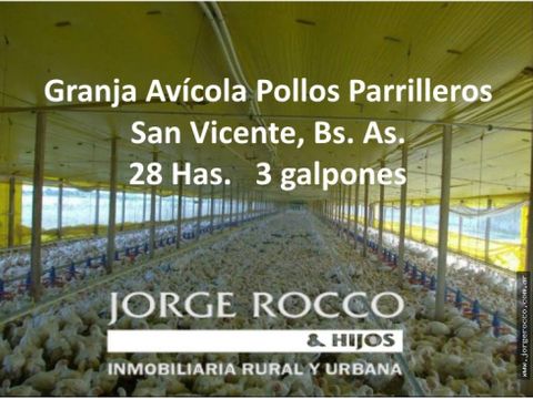 granja avicola funcionando produccion de pollos parrilleros