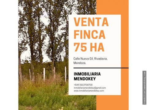 inmobiliaria mendokey vende finca 75 has en calle nueva gil rivadavia mendoza