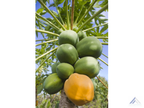 cabuyal vendo finca agricola productiva agua abundante 1 0 2 fincas