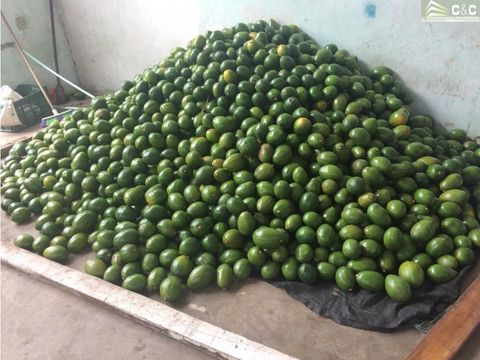 finca aguacate tolima mariquita 90499 0