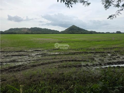 se vende espectacular finca arrocera 100 hectareas ubicada en penonome