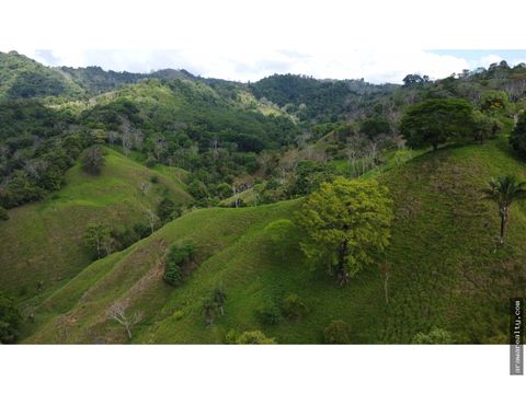 finca ganadera y forestal en puerto armuelles
