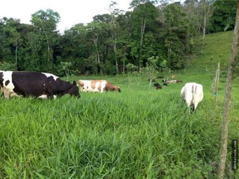 busca finca lechera llave en mano en san carlos