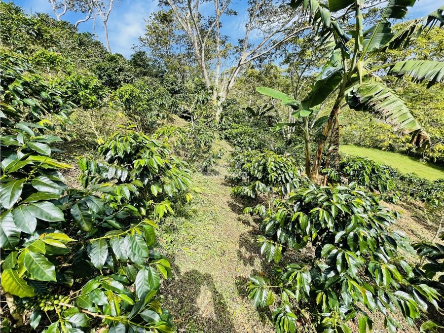 finca productora de 8 hectareas con cafe cana potreros y bosque