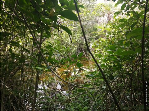 tres hectareas con cenote en carr tulum coba