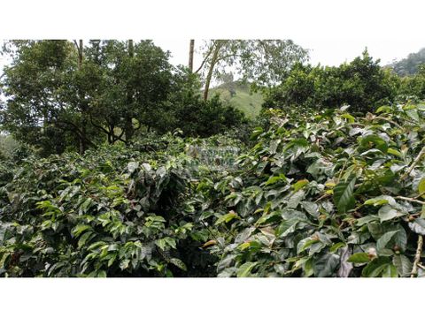 se vende finca cafetera en cordoba