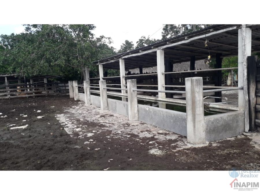 venta de hacienda de 253 has a 5 min de tizimin con cenotes yucatan