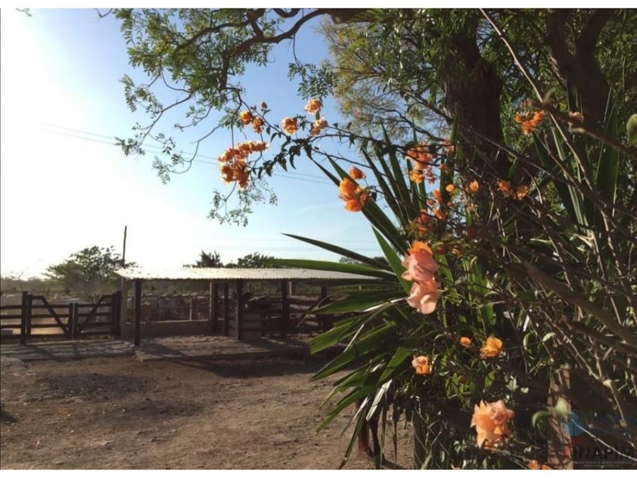 venta de hacienda de 453 has a 5 min de tizimin con cenotes yucatan