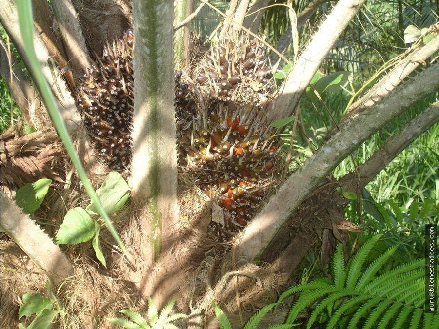 el cocaventafinca palmera 94 hectareas
