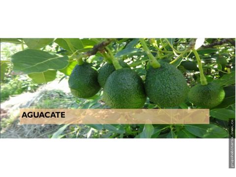 vendo amatitlan finca de aguacate