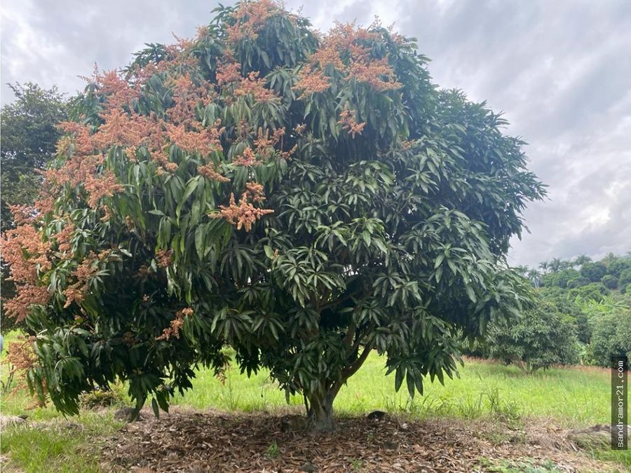 vendo hermosa finca en produccion de mango al norte del tolima