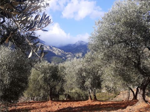 venta de olivar ecologico en pleno parque natural