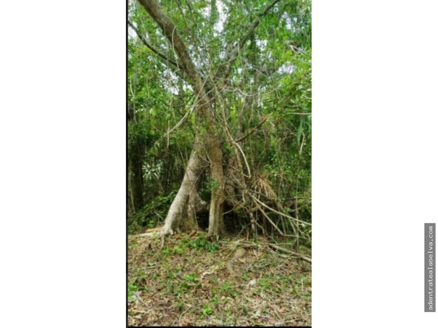 20 hectareas con cenote km 24 ruta de los cenotes puerto morelos
