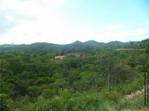 venta de finca chiguiri abajo toabre penonome