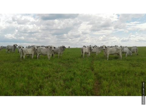 finca en venta en los llanos