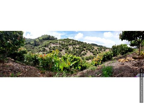 venta finca cacaotera vereda santa ana maceo antioquia