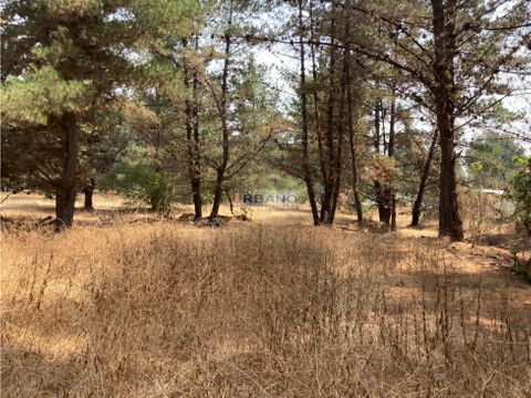 pano comercial en los pinos renaca