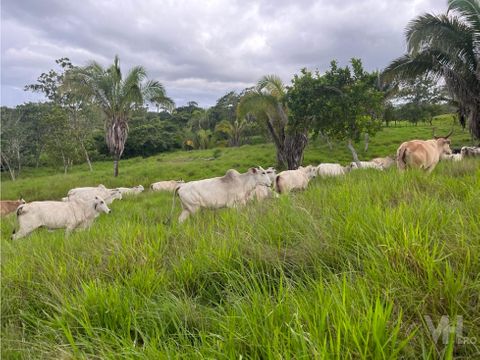 venta 1600000 finca ganadera 125 has en buenos aires puntarenas