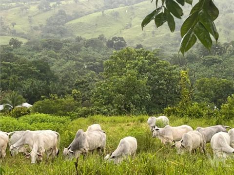 venta 7800 por ha finca ganadera 130 has buenos aires de puntarenas