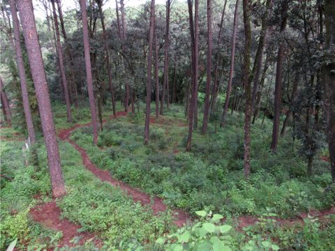 terreno en zona boscosa