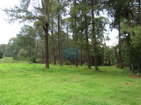 magnifico terreno con bosque