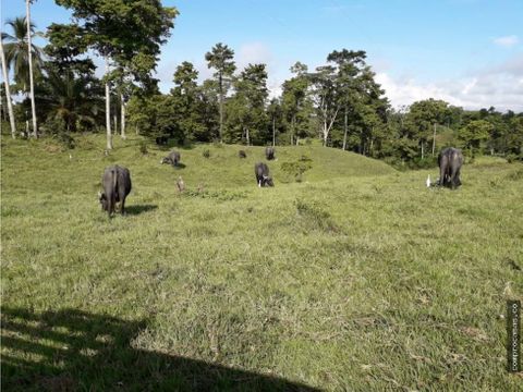 finca ganadera en venta cimitarra santander