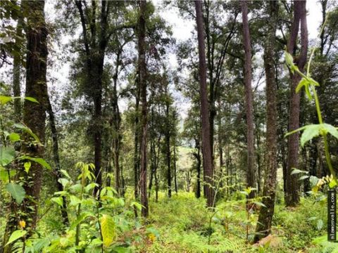 terreno venta cerro gordo