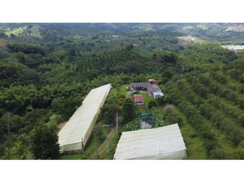 en venta finca calarca quindio