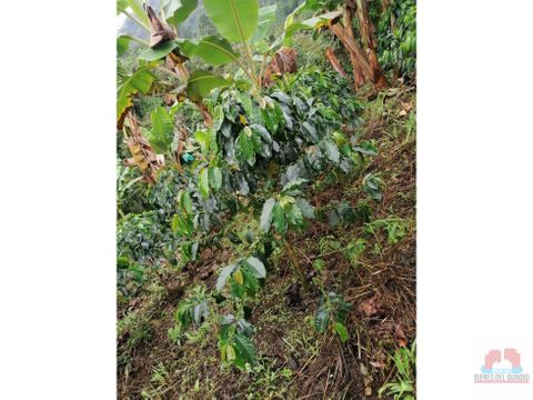 se vende hermosa finca en genova quindio