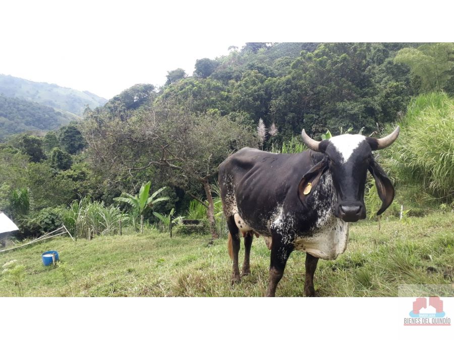 se vende lote a 7 minutos de tulua valle del cauca colombia