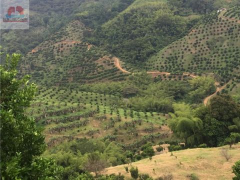 en venta finca en el quindio colombia