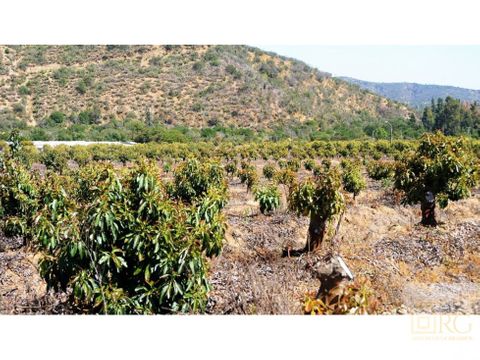 terreno con paltos